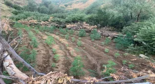 Bingöl’de 1520 kök Hint keneviri ile 4 bin kök skunk bitkisi ele geçirildi