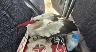 Kırıkkale'de yaralı halde bulunan leylek tedaviye alındı