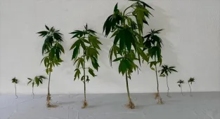 Kırşehir'de dronla yasa dışı ekilen kenevir tespit edildi