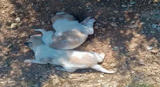 Kırşehir İl Özel İdaresi ekipleri, menfeze sıkışan köpekleri kurtardı