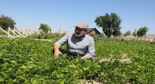 Yerel tohumla çiftçilere destek için 1350 erkenci kapya biberi ekildi