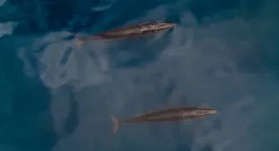 Bilim insanları Arktik'te nadir görülen Sei balinalarını gözlemledi