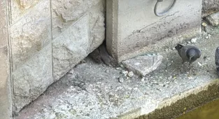 Eskişehir'de Porsuk Çayı çevresindeki fareler, esnafı ve vatandaşları tedirgin ediyor