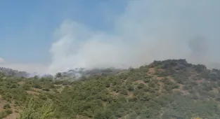 GÜNCELLEME 2 - Tokat'taki orman yangınıyla ilgili 1 kişi gözaltına alındı