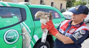 Kırşehir'de jandarmanın bulduğu yaralı yılan kartalı tedaviye alındı