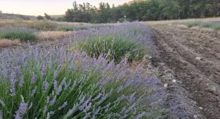 Köy muhtarı lavantayla köyüne örnek olmak istiyor