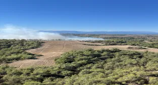 Adana'nın Sarıçam ilçesinde orman yangını çıktı