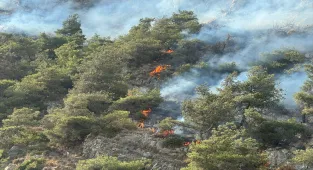 Aydın'ın Söke ilçesindeki orman yangını kontrol altına alındı