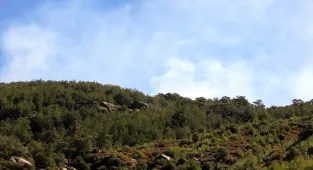 GÜNCELLEME - Aydın'da çıkan orman yangını kontrol altına alındı