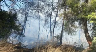 Manavgat'ta tarım arazisinde başlayıp ormanlık alana sıçrayan yangın kontrol altına alındı