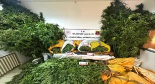 GÜNCELLEME - Samsun'da fındık bahçesine kenevir ektikleri iddia edilen baba oğul tutuklandı