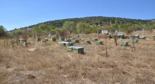 Konya'da engelli kadın devlet desteğiyle arıcılığa başladı