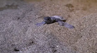 Muğla'da yuvasını gönüllülerin kazdığı ayağı olmayan kaplumbağanın yavruları denizle buluştu