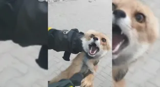 Şarkışla'da binaya giren tilki doğaya salındı