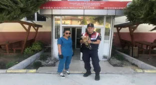 Tokat'ta yaralı halde bulunan kızıl şahin tedavi altına alındı