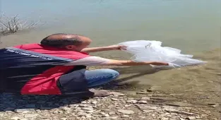 Ulaş'ta barajlara 20 bin sazan yavrusu bırakıldı