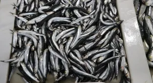 Karadeniz hamsisi Tekirdağ'da tezgahlardaki yerini aldı