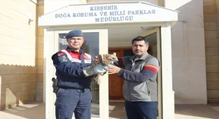 Kırşehir'de jandarmanın bulduğu yaralı kızıl şahin tedaviye alındı