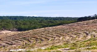 Nallıhan'da yanan ormanlık alanlarda ağaçlandırma çalışmaları sürüyor