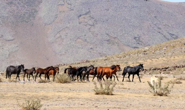 Özgürlüğün simgesi yılkı atları Erciyes'te dörtnala koşuyor