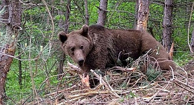 Sinop'ta Köy Yolundaki Ayı Kameraya Kaydedildi