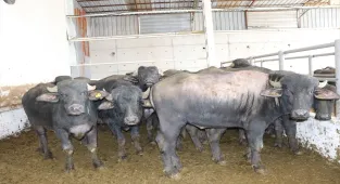 Sivas'ta Anadolu mandaları yetiştiricilere teslim edildi