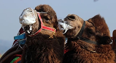 Aydın'da şap hastalığı nedeniyle deve güreşi etkinlikleri ertelendi