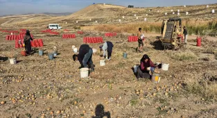 Bahşılı ilçesinde soğan hasadı yapıldı