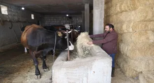 Genç veteriner Uzman Eller Projesi ile büyükbaş işletmesini büyüttü