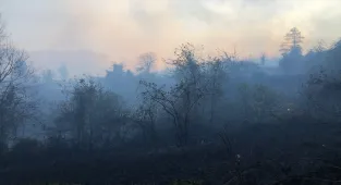 GÜNCELLEME - Artvin'de örtü yangınına müdahale ediliyor