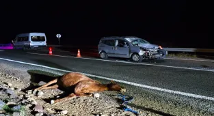 Kars'ta hayvanlara çarpan hafif ticari araçtaki 2 kişi ağır yaralandı 