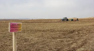 Sivas'ta geliştirilen buğday tohumları toprakla buluşturuldu