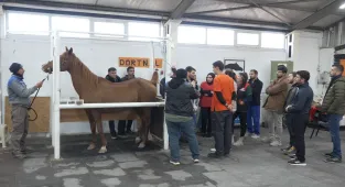 Eskişehir'de Kısraklarda Suni Tohumlama Eğitimi düzenlendi