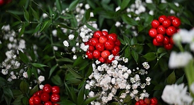 Yılbaşında kokina vitrinlerde! Kokina çiçeği ne kadar?