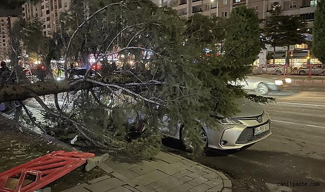 Kayseri'de kuvvetli rüzgar ağacı kökünden söktü! Ağaç otomobilin üzerine düştü