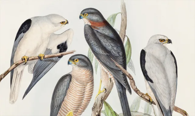 Kuş Kolektifi'nin ilk konseri Pera Müzesi'nde gerçekleşecek