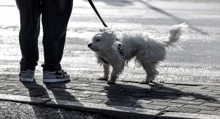 Erzincan'da şiddetli rüzgar nedeniyle bazı evlerin çatıları ile elektrik ve telefon direkleri zarar gördü