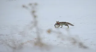 Erzurum, Kars, Ardahan ve Ağrı'da kar yağışı etkili oldu