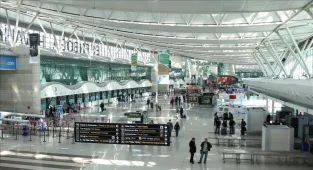 İstanbul Havalimanı'nda bavul içinde ülkeye sokulmak istenen 20 Afrika gri papağanı ele geçirildi