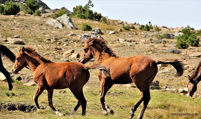 Kayseri'de minibüs yola çıkan yılkı atlarına çarptı