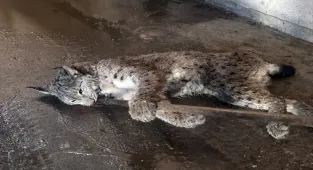 Sivas'ta arazide yaralı halde bulunan vaşak tedavi altına alındı