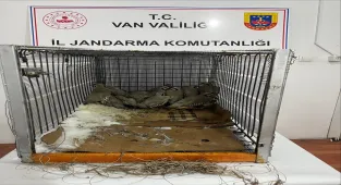 Van'da bahçesinde 14 kınalı keklik yakalanan kişiye 75 bin 303 lira ceza verildi