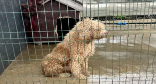 Edirne'de yasa dışı çiftlikten kurtarılan 88 cins köpek sahiplendirildi