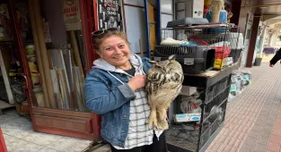 Elazığ'da yaralı bulunan puhu tedaviye alındı