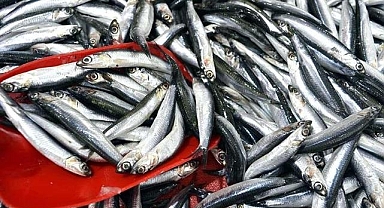 Rize'de istavrit ve hamsinin kilogramı 100 liradan satıldı