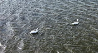 Samsun Kızılırmak Deltası'nda kuşların kuluçka dönemi başladı