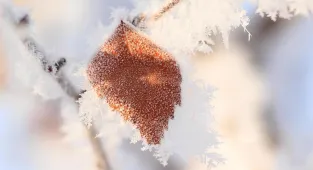 Ankara Valiliğinden zirai don uyarısı