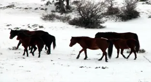 Beypazarı'nda karla kaplanan alanlarda yılkı atları görüntülendi