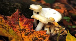 Fethiye'de 15. Dastar ve Kuzugöbeği Mantar Festivali sona erdi