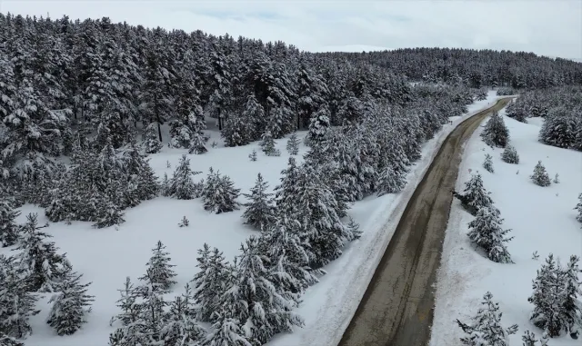 Karla kaplı Sarıkamış ormanları dronla görüntülendi